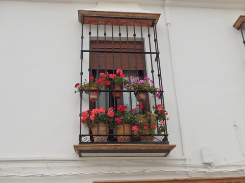 Geraniums.